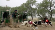 Santa Fe: con una ley que prohíbe las carreras de perros