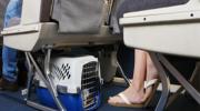 Perros y gatos podrán viajar en cabina en Aerolineas Argentinas