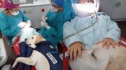 Aldo: Perrito tranquiliza a niños en el dentista y se hace viral