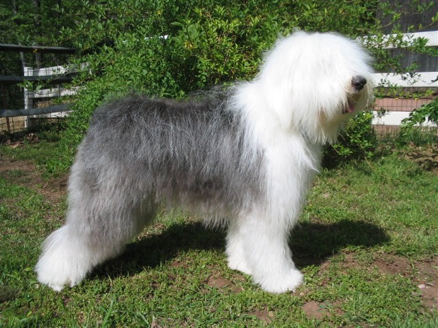 Perro bobtail o perro pastor inglés viejo fotografías e imágenes