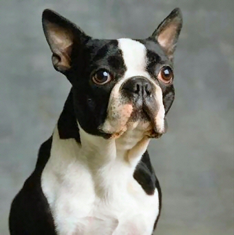 Boston Terrier - OhMyDog! Magazine