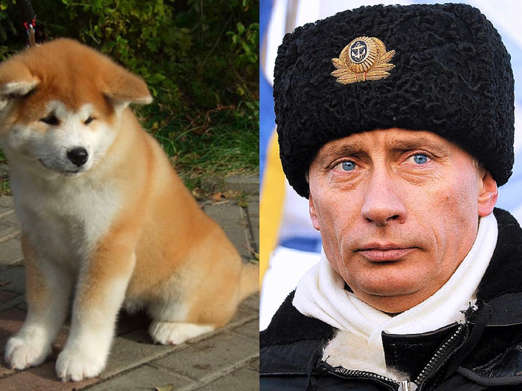 Japón le regala un Akita a el presidente ruso, Vladimir Putin OhMyDog
