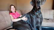 El perro más grande del mundo mide 1,15 mts y se llama Zeus