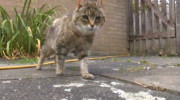 Pinky, con 28 años es la gata más vieja del mundo