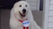 Perro elegido alcalde de un pueblo de EE.UU