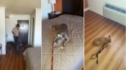 Lorenzo, un hombre sin hogar que rescato a 3 perros vivira en un motel