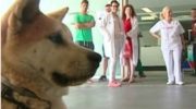 Maya, la perra que espera el alta de su dueña en la puerta del hospital