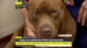El perro maltratado en Tigre volvió con su dueño