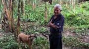 Costa Rica: se negó a abandonar a sus perros a merced del huracán Otto