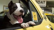 BA Taxi se suma al transporte de perros