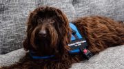 Conozcan a Brownie, un perro de terapia que acompaña a niños en momentos claves