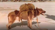 Tom, el perro artillero que combatió en Malvinas
