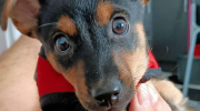 El Senasa retuvo a un perro en Ezeiza por una vacuna vencida hace 8 días: lo quieren deportar
