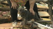 Perro de una anciana sobrevive al tornado de Oklahoma