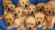 Prohiben venta de cachorros (EEUU) para fomentar adopción