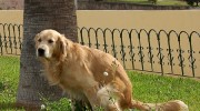 La Plata: Multarán a quienes no recojan los excrementos de sus perros