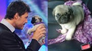 Marcelo Tinelli le regaló un Pug Carlino a su nueva novia